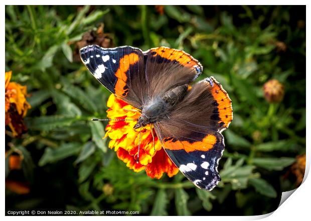 Majestic Red Admiral Butterfly Print by Don Nealon