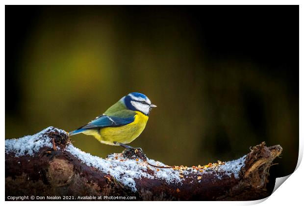 Majestic Blue Tit Print by Don Nealon