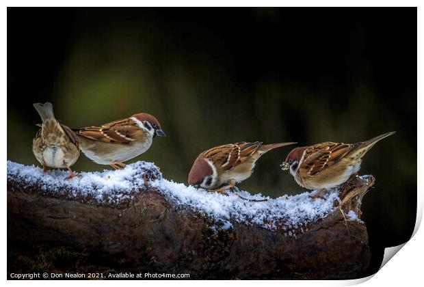 A collection of sparrows Print by Don Nealon
