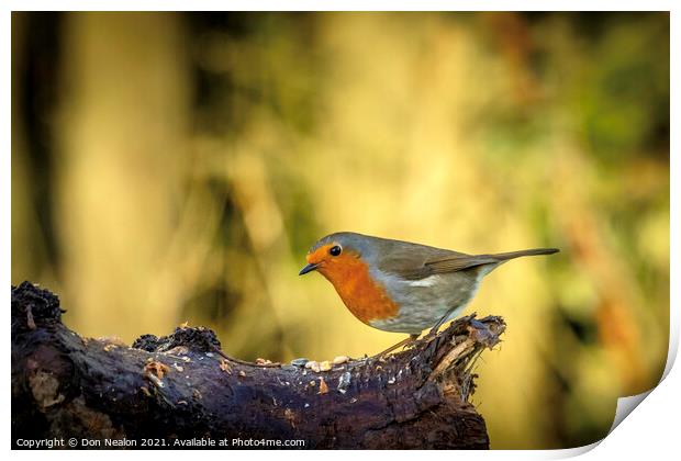 Scarlet Jewel on Winter Branch Print by Don Nealon