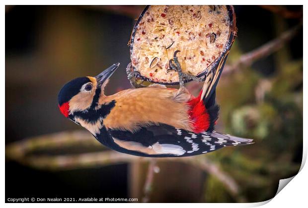 Majestic Great Spotted Woodpecker Print by Don Nealon
