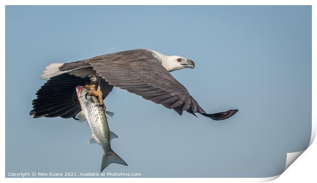 Sea Eagle with fish Print by Pete Evans