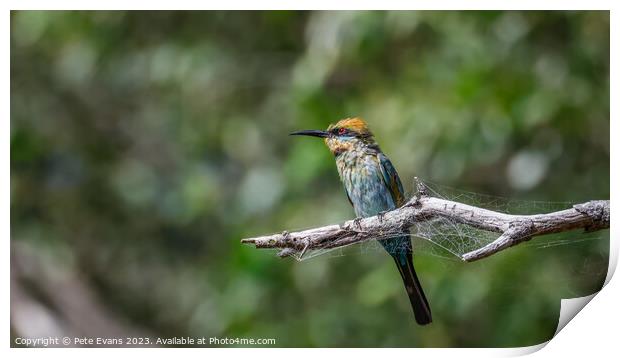 Animal bird Print by Pete Evans