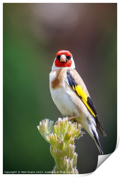 The Goldfinch Print by Pete Evans