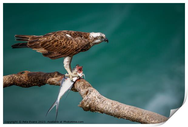 Osprey with prey Print by Pete Evans