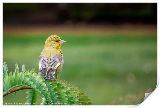 The Greenfinch Print by Pete Evans