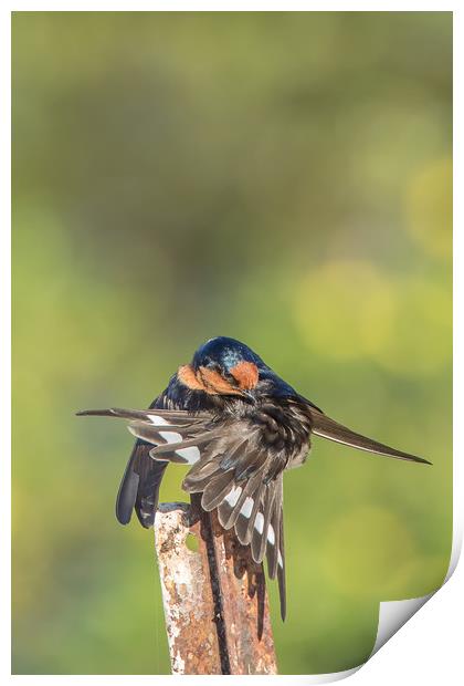 Swallow Stretching Print by Pete Evans