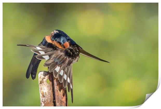 Pete Evans Photography Print by Pete Evans