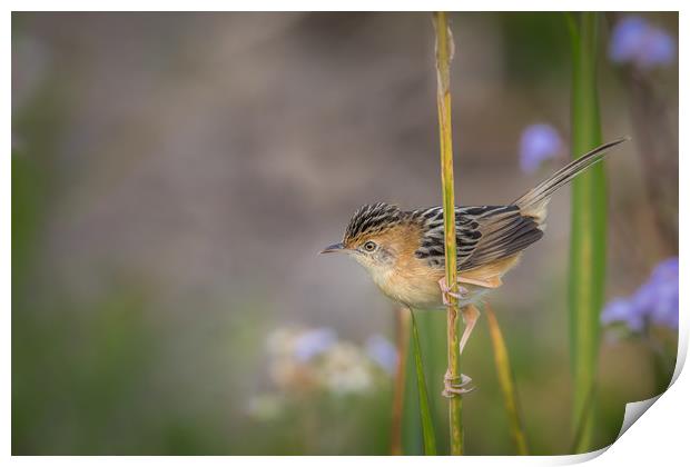 Golden-headed Cisticola Print by Pete Evans