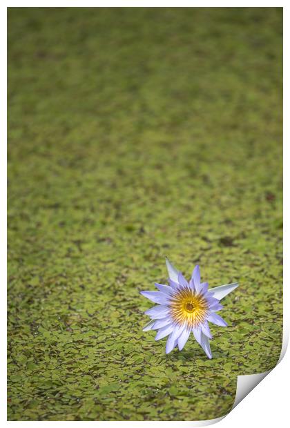 Lily in a pond  Print by Pete Evans