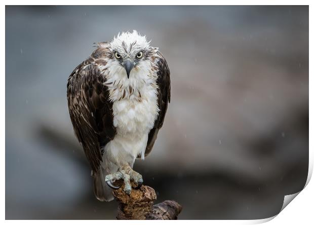 Osprey in the rain Print by Pete Evans
