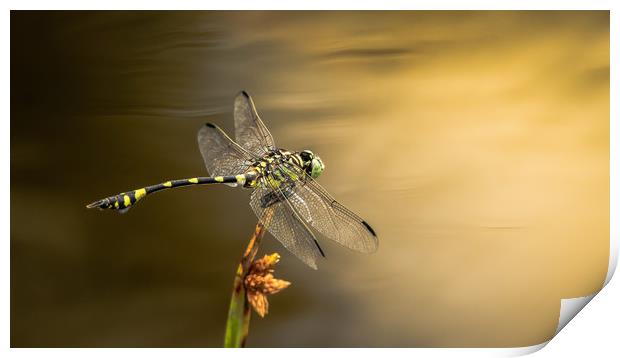 Dragonfly on Golden Pond Print by Pete Evans