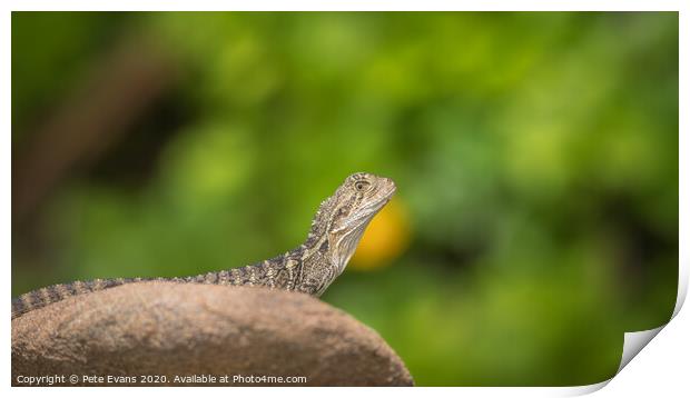 Zen Dragon Print by Pete Evans