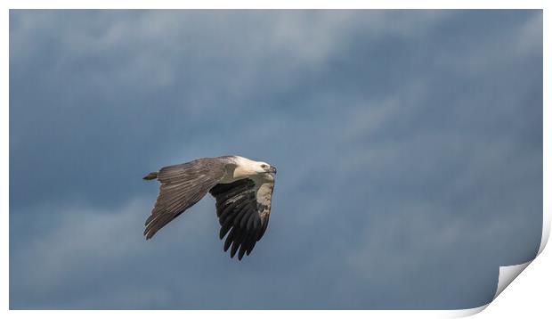White Bellied Sea-eagle Print by Pete Evans