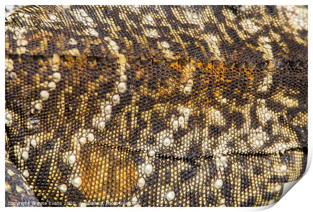 Water Dragon Texture Print by Pete Evans