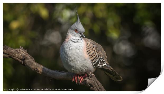 Crested Pigeon Print by Pete Evans