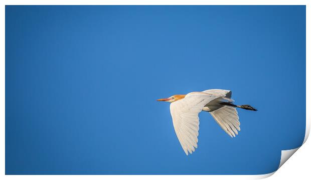 Egret in flight Print by Pete Evans