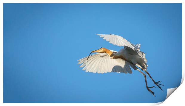 Cattle Egret in flight Print by Pete Evans