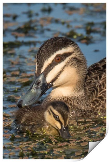 A duck swimming with chick Print by Pete Evans