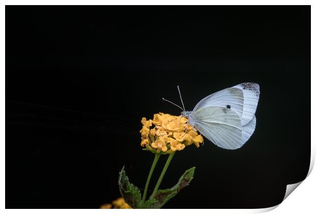 Cabbage White Butterfly Print by Pete Evans