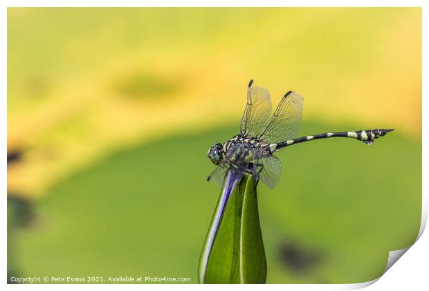 Dragonfly on a Lily Print by Pete Evans