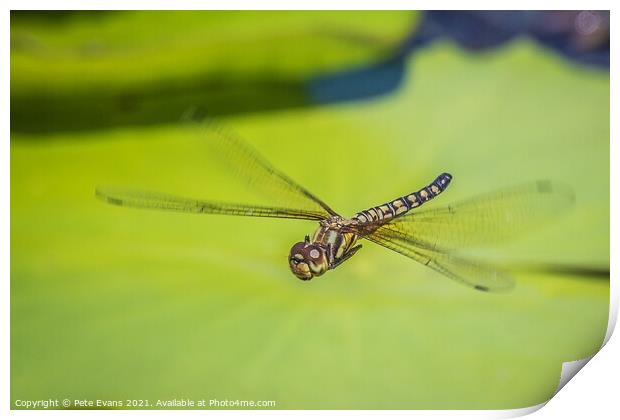 Emperor Dragonfly Print by Pete Evans