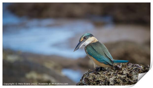 The Sacred Kingfisher Print by Pete Evans