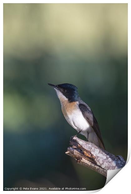 The Restless Flycatcher Print by Pete Evans