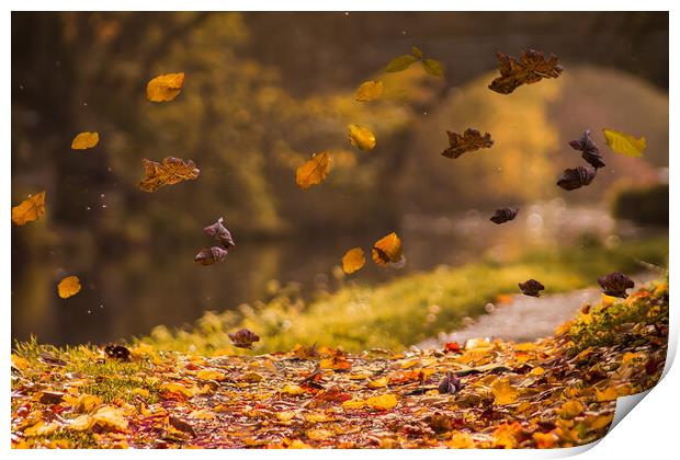 Falling Leaves Print by Judith Oatley