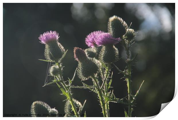 The prickly beauty Print by Yulia Vinnitsky