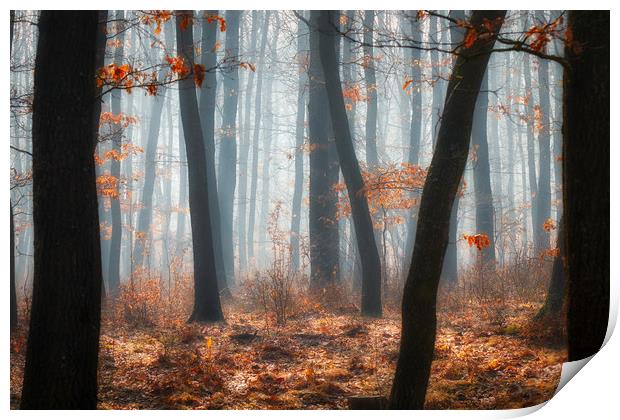 Foggy day in a oak forest Print by Arpad Radoczy