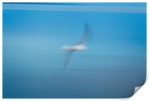 Abstract seagull Print by Arpad Radoczy