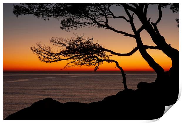 Beautiful sunrise light with pine tree silhouette Print by Arpad Radoczy