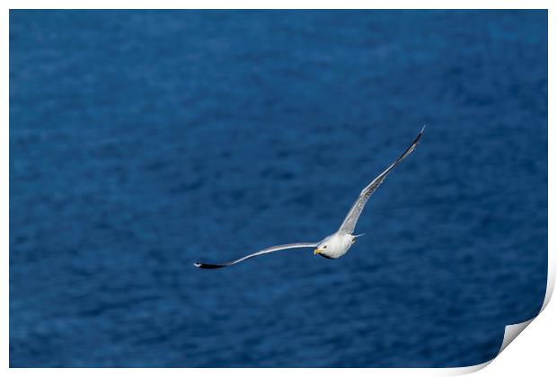 Young seagull flying over the lake Print by Arpad Radoczy