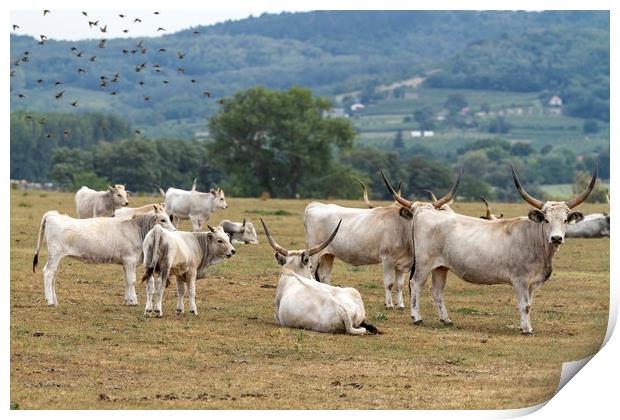 Hungarian grey bulls Print by Arpad Radoczy