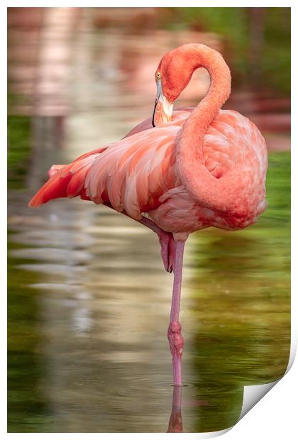 Nice elegant flamingo standing in the water Print by Arpad Radoczy