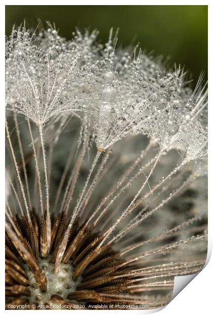 Close-up of dandelion (goatsbeard) with water drops Print by Arpad Radoczy