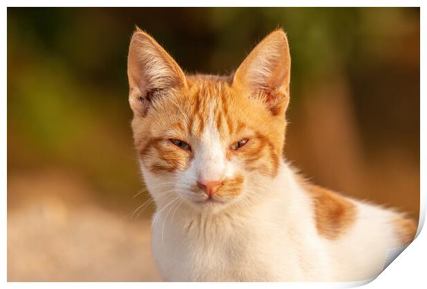 Young red cat looking at the camera Print by Arpad Radoczy