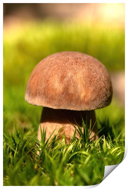 Close up from a edible porcini mushroom Print by Arpad Radoczy