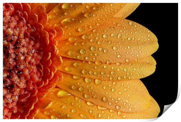 Beautiful yellow ,red gerbera on black background Print by Arpad Radoczy