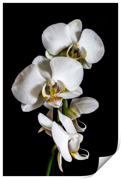 White orchid  Print by Arpad Radoczy