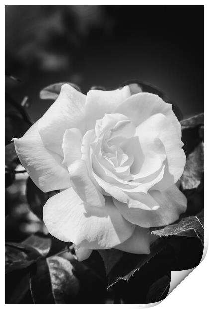 Close up of a yellow rose in black and white Print by Arpad Radoczy
