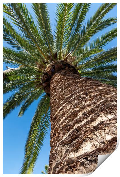 Palm tree from below  Print by Arpad Radoczy