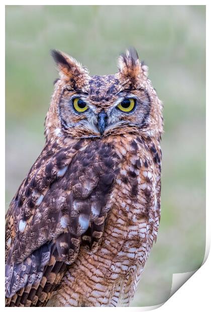 Closeup of Long-eared owl Print by Arpad Radoczy