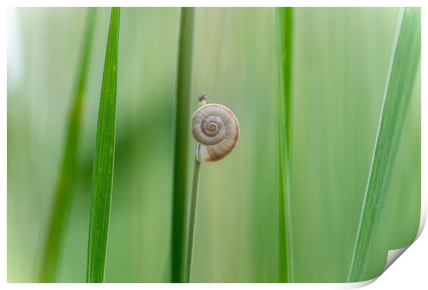 Still life image of a small snail on a blade of gr Print by Arpad Radoczy