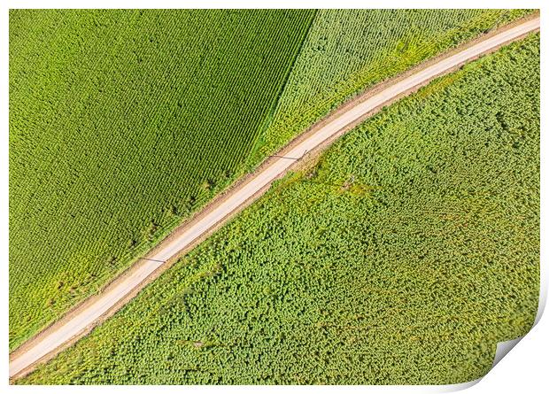Drone picture from a maize field Print by Arpad Radoczy