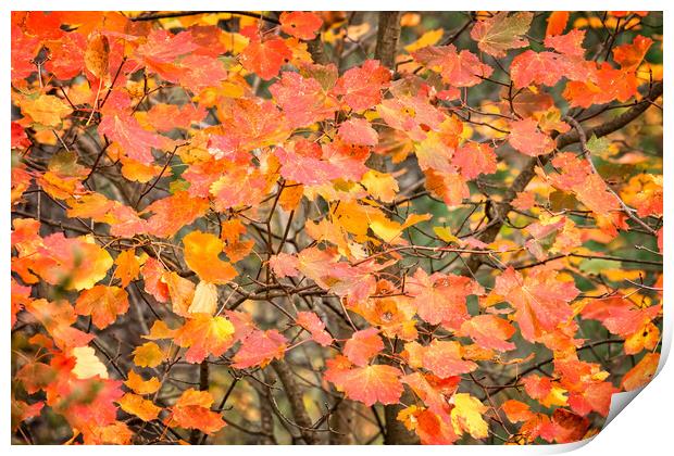 Autumn color leaves Print by Arpad Radoczy