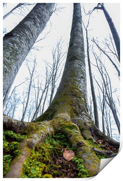 La Fageda beech forest Print by Arpad Radoczy