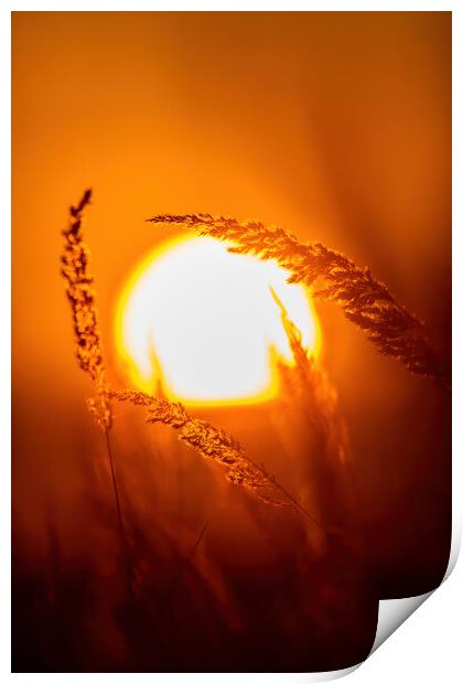 Grassland in sunset light Print by Arpad Radoczy
