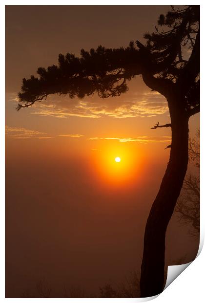 Pine tree silhouette Print by Arpad Radoczy